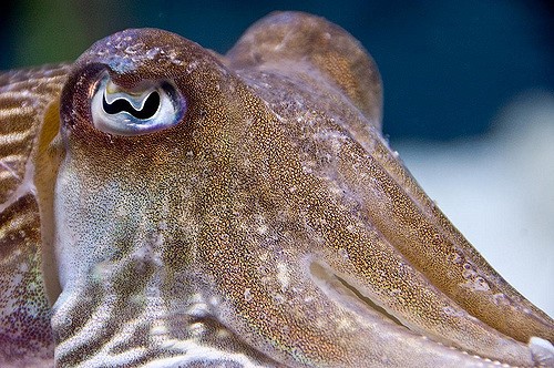 EYEcuttlefish