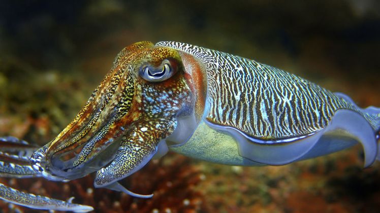 www.fastcoexist.com-cuttlefish-camouflage